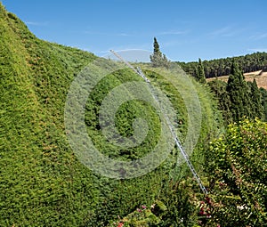 Ladders against an established yew hedge or tree on the edge of large garden