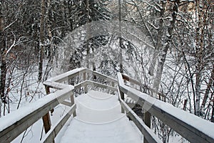 Ladders covered with snow