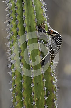 Ladderspecht, Ladder-backed Woodpecker, Picoides scalaris