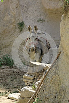 Laden donkey standing in the shadows of the fairy chimneys - Cappadocia