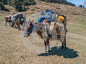 Laden mules