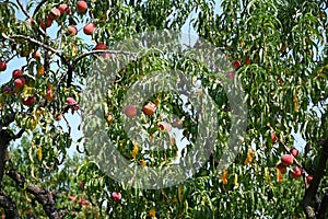 Laden New Jersey Peach Tree