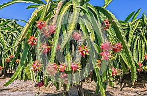 Laden ripe dragon fruit on a pole