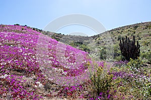 Ladera de cerro en el desierto con flores photo