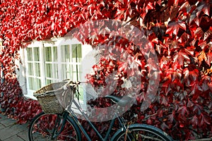 Ladies bike with basket and red ivy on wall.