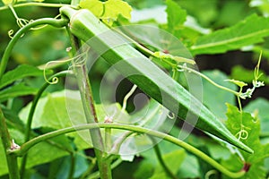 A ladies finger or okra tree and many many leaves and the background blur