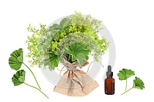Ladies Mantle Natural Herbal Medicine