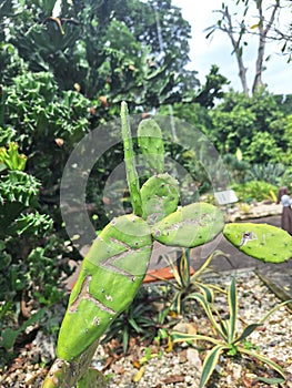 The ladle cactus or Opuntia cochenillifera is a type of tong cactus