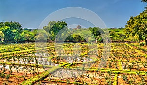 Lado Sarai Flower Nursery, a rose garden in Delhi, India photo