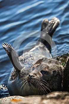 The Ladoga ringed seal.