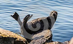 The Ladoga ringed seal.