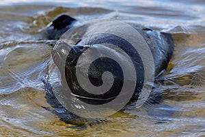 Ladoga ringed seal