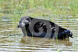 Ladoga ringed seal