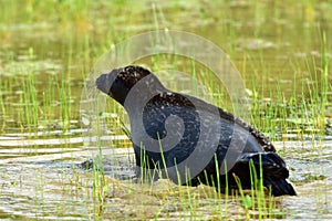 Ladoga ringed seal