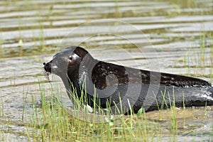 Ladoga ringed seal