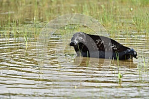 Ladoga ringed seal