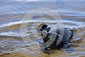 Ladoga ringed seal