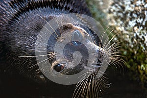 The Ladoga ringed seal.  Close up portrait.