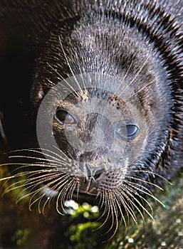 The Ladoga ringed seal.  Close up portrait.