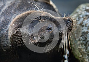 The Ladoga ringed seal.  Close up portrait.