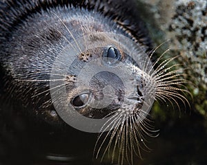 The Ladoga ringed seal.  Close up portrait.