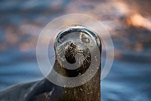 The Ladoga ringed seal. Close up portrait.