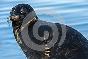 Ladoga ringed seal.  Close up portrait, blue water background.