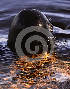 The Ladoga ringed seal.  Close up portrait. Scientific name: Pusa hispida ladogensis. The Ladoga seal in a natural habitat. Ladoga