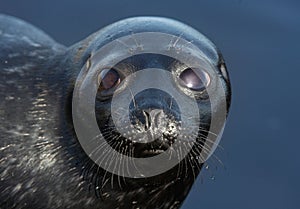 The Ladoga ringed seal.  Close up portrait. Scientific name: Pusa hispida ladogensis. The Ladoga seal in a natural habitat. Ladoga