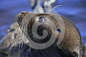 The Ladoga ringed seal. Closeup portrait, side view.