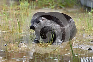 Ladoga ringed seal photo