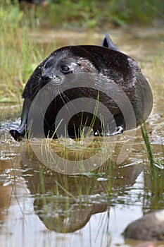 Ladoga ringed seal photo