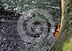 Ladoga ringed seal, Pusa hispida ladogensis