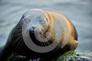 The Ladoga ringed seal ( Pusa hispida ladogensis) close up.
