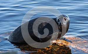 The Ladoga ringed seal resting on a stone.