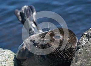 The Ladoga ringed seal resting on a stone.