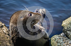 The Ladoga ringed seal resting on a stone.