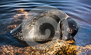 The Ladoga ringed seal resting on a stone.