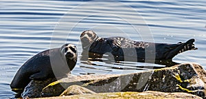 The Ladoga ringed seal resting on a stone.