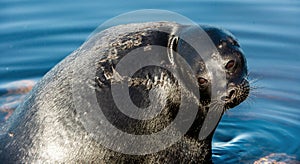 The Ladoga ringed seal resting on a stone. Close up portrait