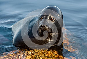 The Ladoga ringed seal resting on a stone. Close up portrait.