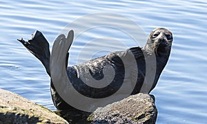 The Ladoga ringed seal resting on a stone. Scientific name: Pusa hispida ladogensis.