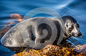 The Ladoga ringed seal resting on a stone. Scientific name: Pusa hispida ladogensis.