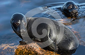 The Ladoga ringed seal resting on a stone. Scientific name: Pusa hispida ladogensis. The Ladoga seal in a natural habitat. Ladoga