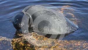 The Ladoga ringed seal resting on a stone. Scientific name: Pusa hispida ladogensis. The Ladoga seal in a natural habitat. Ladoga