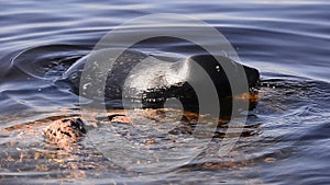 The Ladoga ringed seal resting on a stone. Scientific name: Pusa hispida ladogensis. The Ladoga seal in a natural habitat. Ladoga