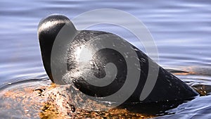 The Ladoga ringed seal resting on a stone. Scientific name: Pusa hispida ladogensis. The Ladoga seal in a natural habitat. Ladoga
