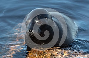The Ladoga ringed seal resting on a stone. Scientific name: Pusa hispida ladogensis.