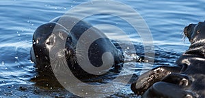 The Ladoga ringed seal. Scientific name: Pusa hispida ladogensis. The Ladoga seal in a natural habitat. Ladoga Lake. Russia