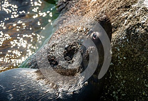 The Ladoga ringed seal. Side view portrait. Close up. Scientific name: Pusa hispida ladogensis. The Ladoga seal in a natural